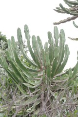 Euphorbia triangularis