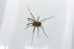 Graecophalangium