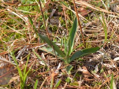 Spiranthes vernalis