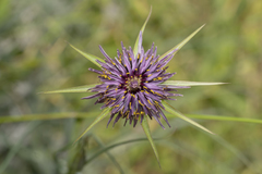 Tragopogon coelesyriacus