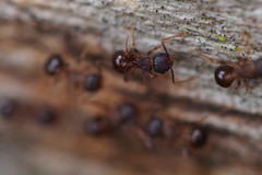 Pristomyrmex punctatus