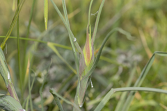 Tragopogon coelesyriacus