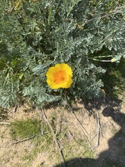 Eschscholzia californica maritima