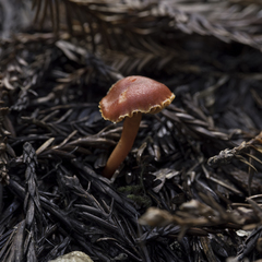 Hygrocybe minutula