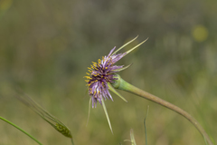 Tragopogon coelesyriacus