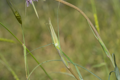 Tragopogon coelesyriacus