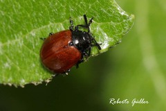 Plagiodera erythroptera