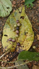Dendropanax macrophyllus