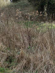 Arctium lappa