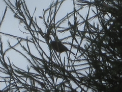 Conirostrum cinereum