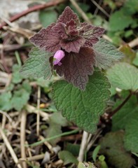 Lamium purpureum