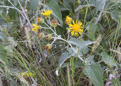 Microliabum candidum