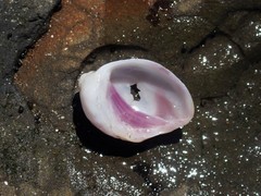 Galeropsis monodontus