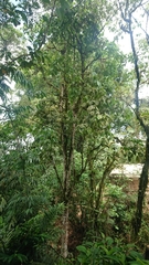 Dendropanax macrophyllus
