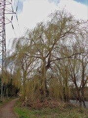 Salix × sepulcralis