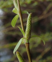 Salix × sepulcralis