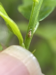 Diaphorina citri