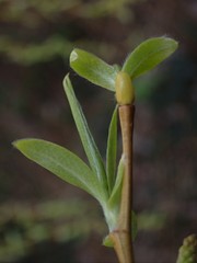 Salix × sepulcralis