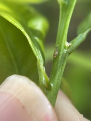 Diaphorina citri