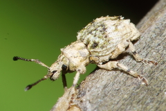 Brachyolus punctatus