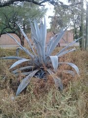 Agave tequilana