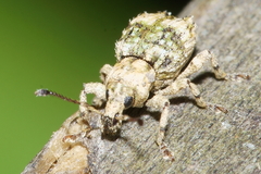 Brachyolus punctatus