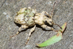 Brachyolus punctatus