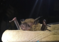 Bauerus dubiaquercus