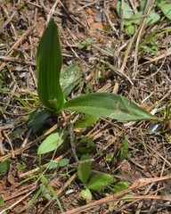 Spiranthes vernalis