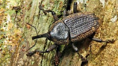 Homalinotus deplanatus
