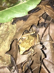 Craugastor rostralis