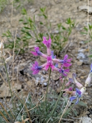 Oxytropis besseyi