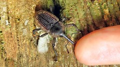 Homalinotus deplanatus