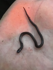 Tantilla schistosa