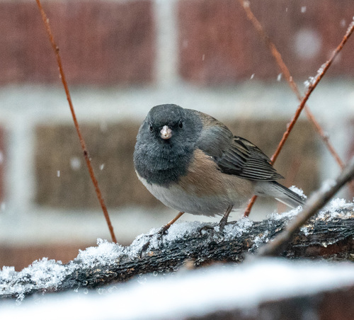 Dark-eyed Junco photographed in Colorado