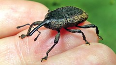 Homalinotus deplanatus