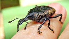 Homalinotus deplanatus