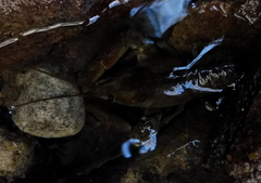 Austropotamobius pallipes