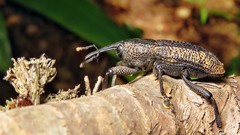 Homalinotus deplanatus