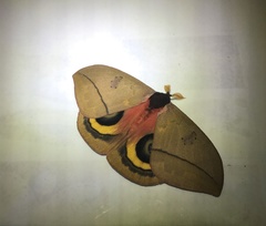 Automeris belti