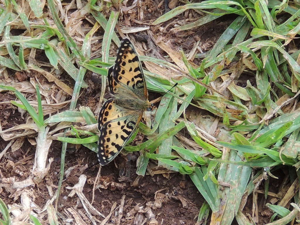 Hannington's Fritillary