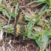 Hannington's Fritillary - Photo (c) Mike Plagens, some rights reserved (CC BY-NC), uploaded by Mike Plagens
