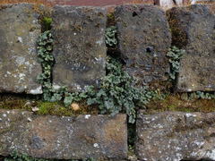 Asplenium ruta-muraria
