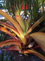 Aechmea blanchetiana