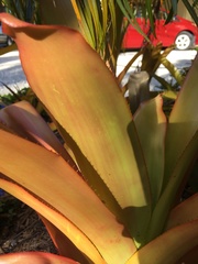 Aechmea blanchetiana