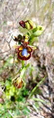 Ophrys speculum speculum