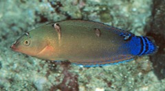 African Coris photo 4