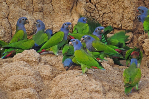 Blue-headed Parrot