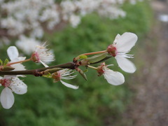 Prunus cerasifera