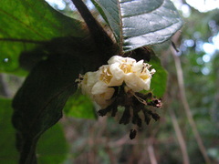 Cordia nodosa